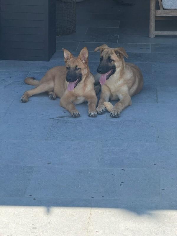 Enlarge Biscuit, a Adoptable German Shepherd Dog in Manhattan Beach, CA image 6/6