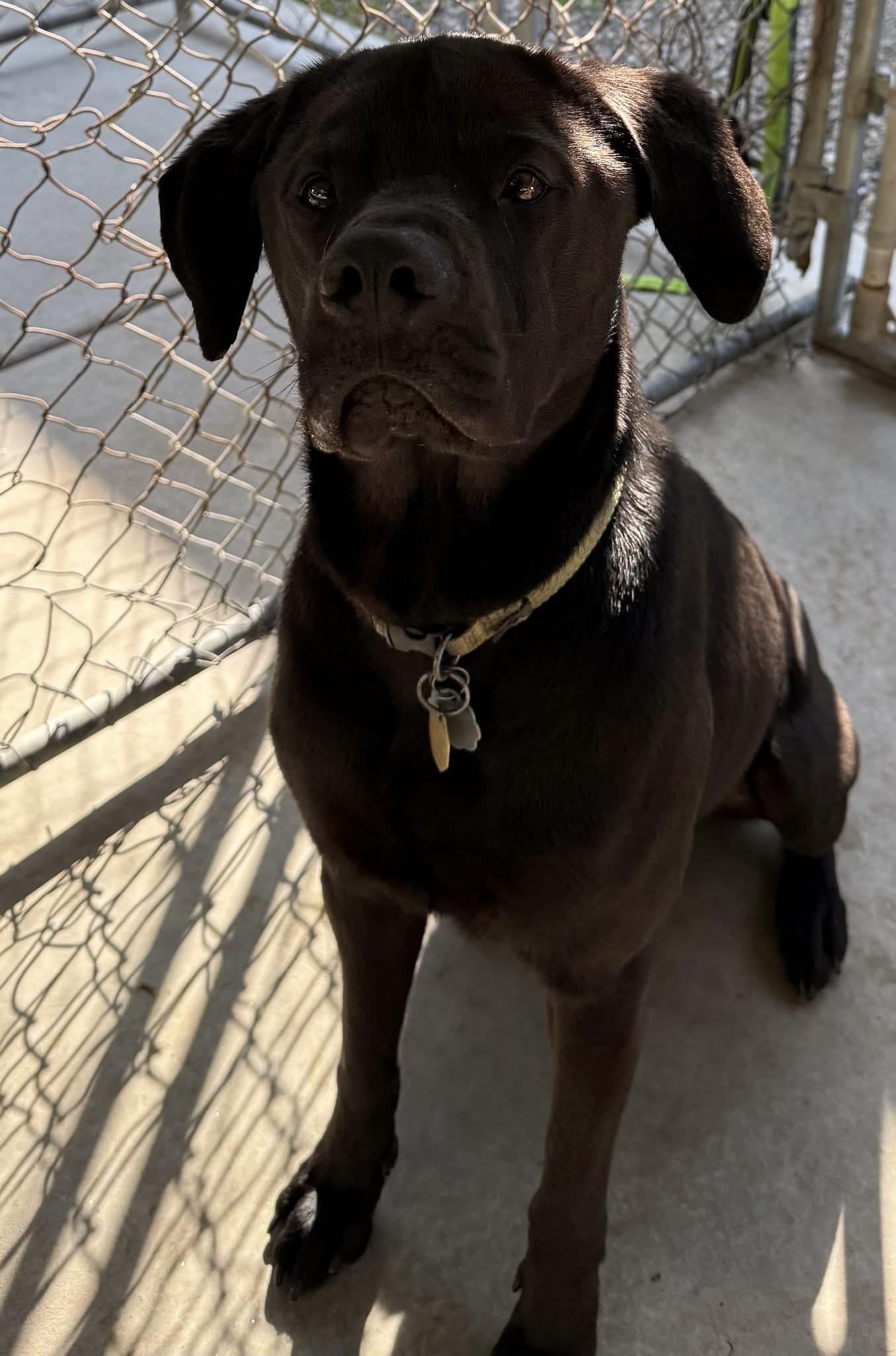 Enlarge Storm, an adopted mixed breed in Aspen, CO image 1/1