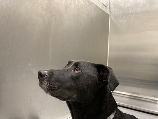 Enlarge Archie, a Adoptable mixed breed in Houston, TX image 2/2