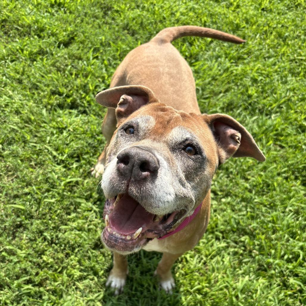 Rose, Adoptable, Senior Female Pit Bull Terrier.