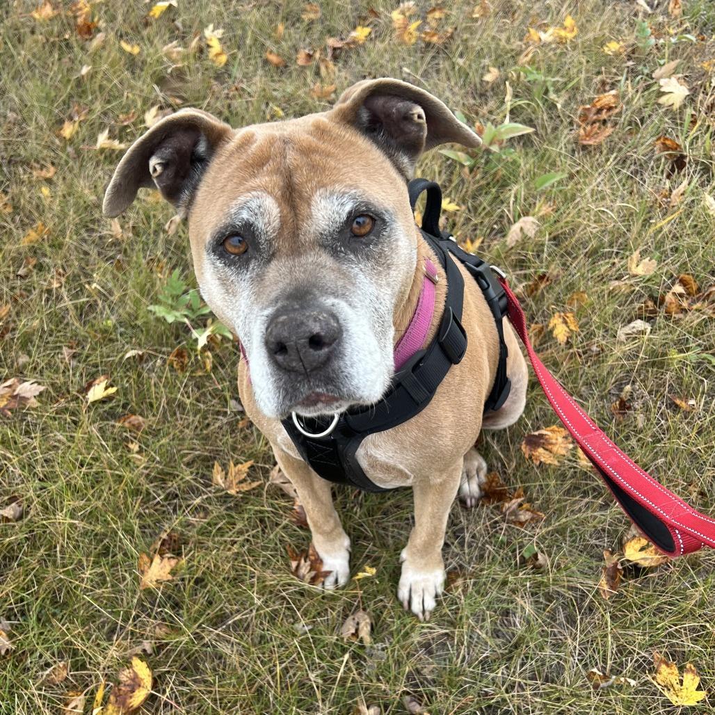 Enlarge Rose, a Adoptable mixed breed in Wadena, MN image 2/6
