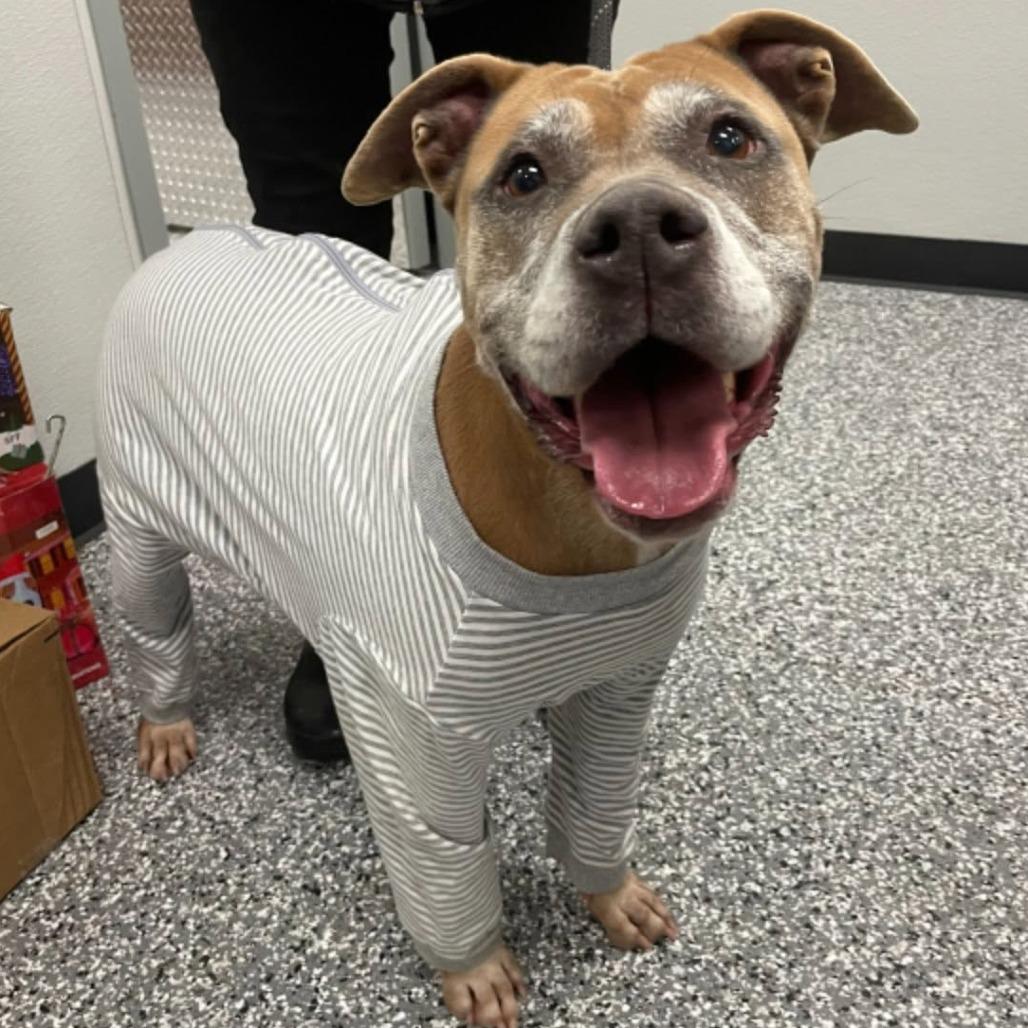 Enlarge Rose, a Adoptable mixed breed in Wadena, MN image 3/6