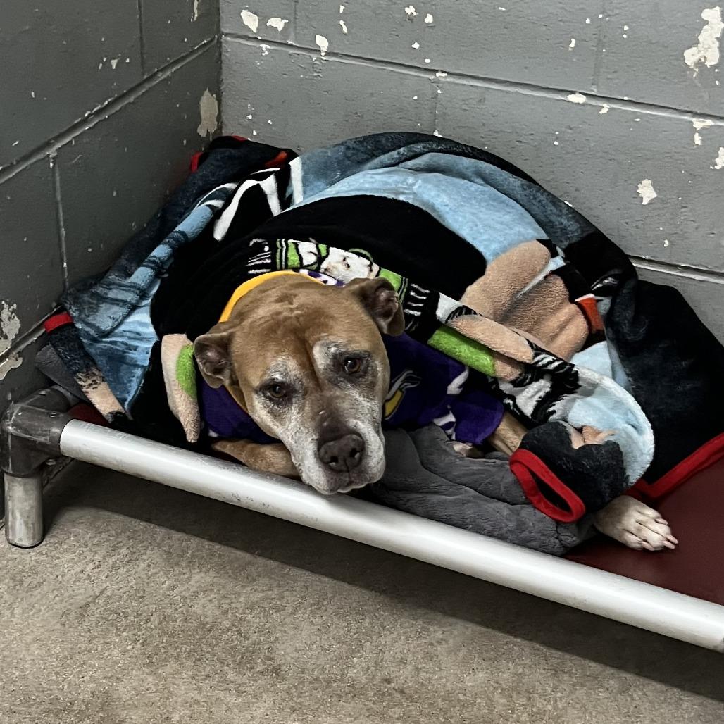 Enlarge Rose, a Adoptable mixed breed in Wadena, MN image 4/6