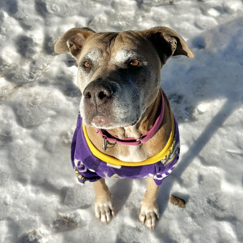 Enlarge Rose, a Adoptable mixed breed in Wadena, MN image 5/6