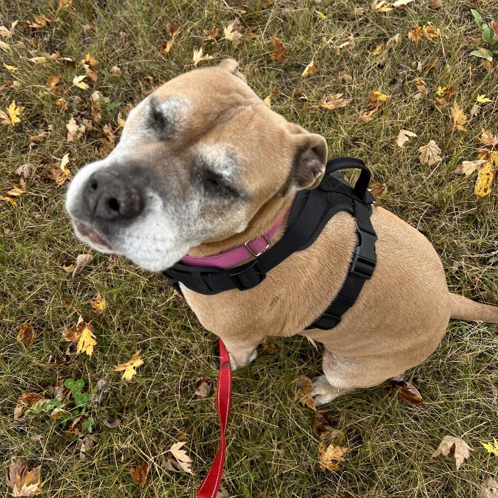 Enlarge Rose, a Adoptable mixed breed in Wadena, MN image 6/6