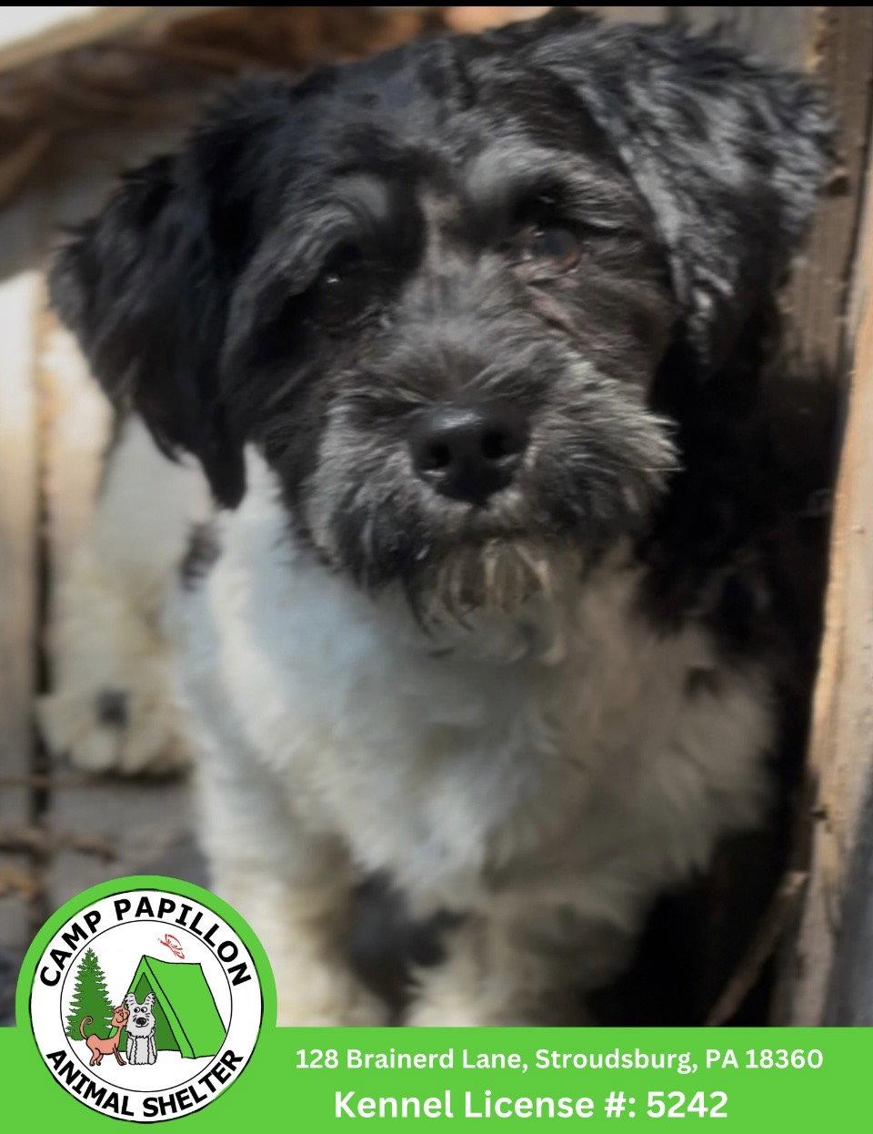 Benny, Adoptable, Young Male Havanese.