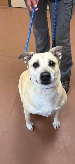 Chula, ADOPTABLE, Adult Female Husky.