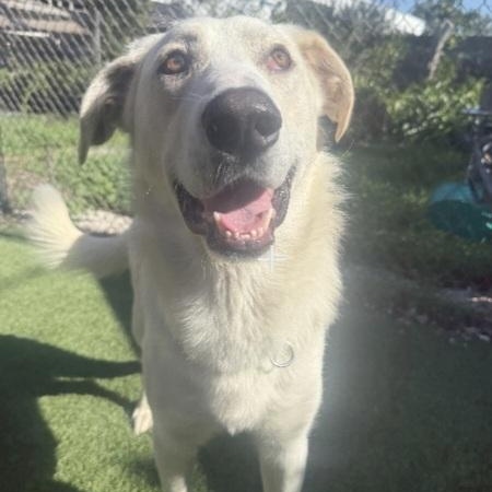 Willie, Adoptable, Young Male Great Pyrenees & Shepherd.