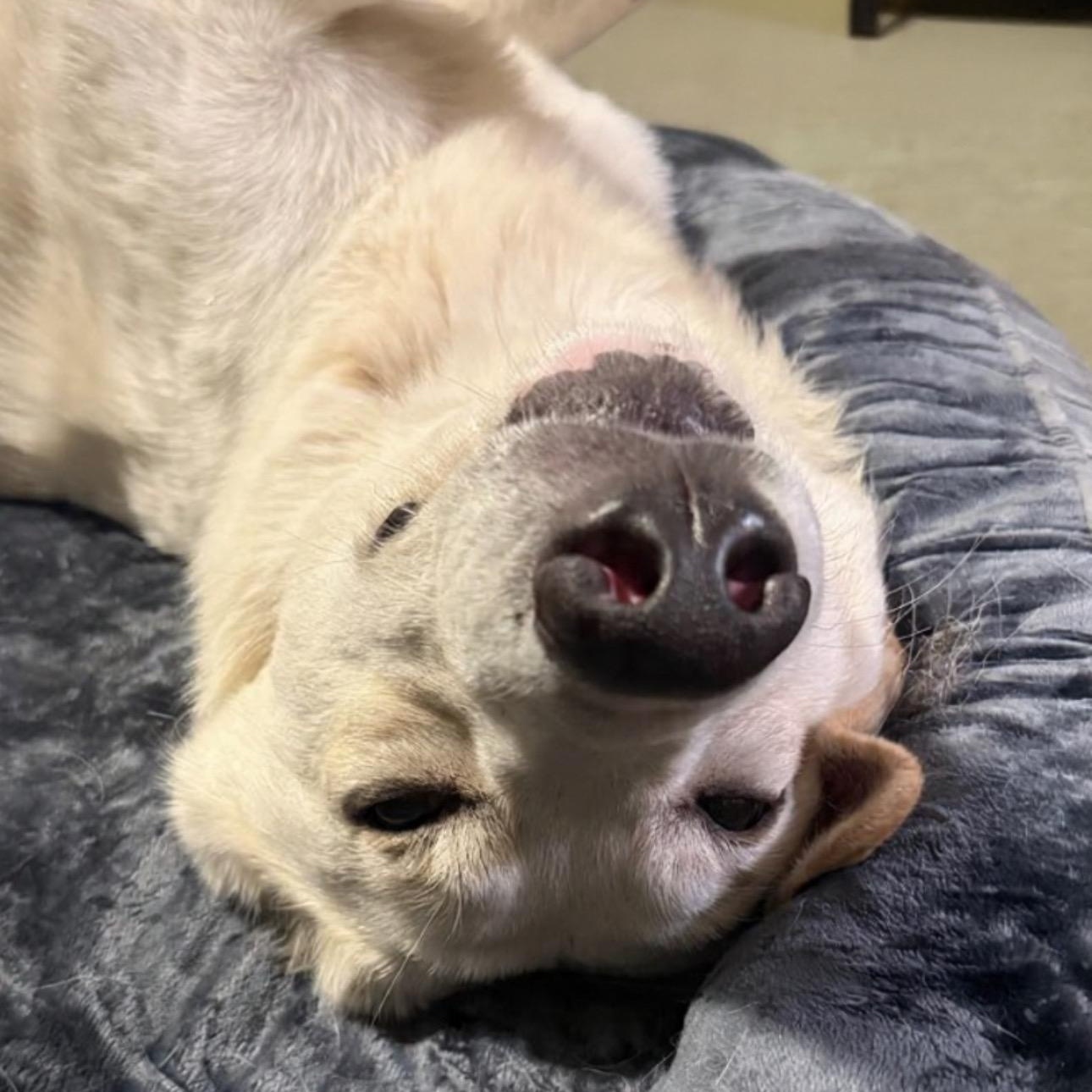 Willie, a Adoptable mixed breed in Whittier, CA image 2/3