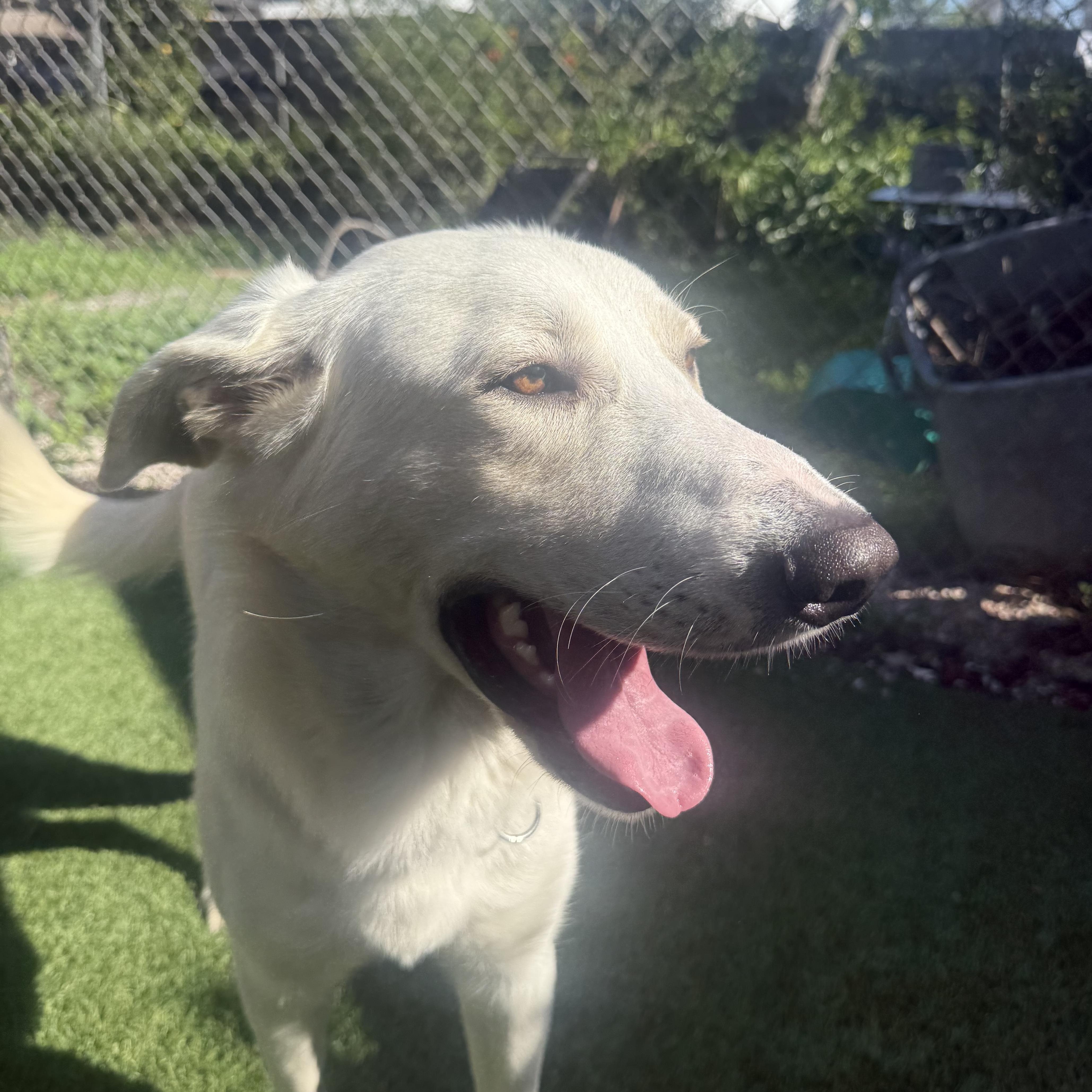 Willie, a Adoptable mixed breed in Whittier, CA image 3/3