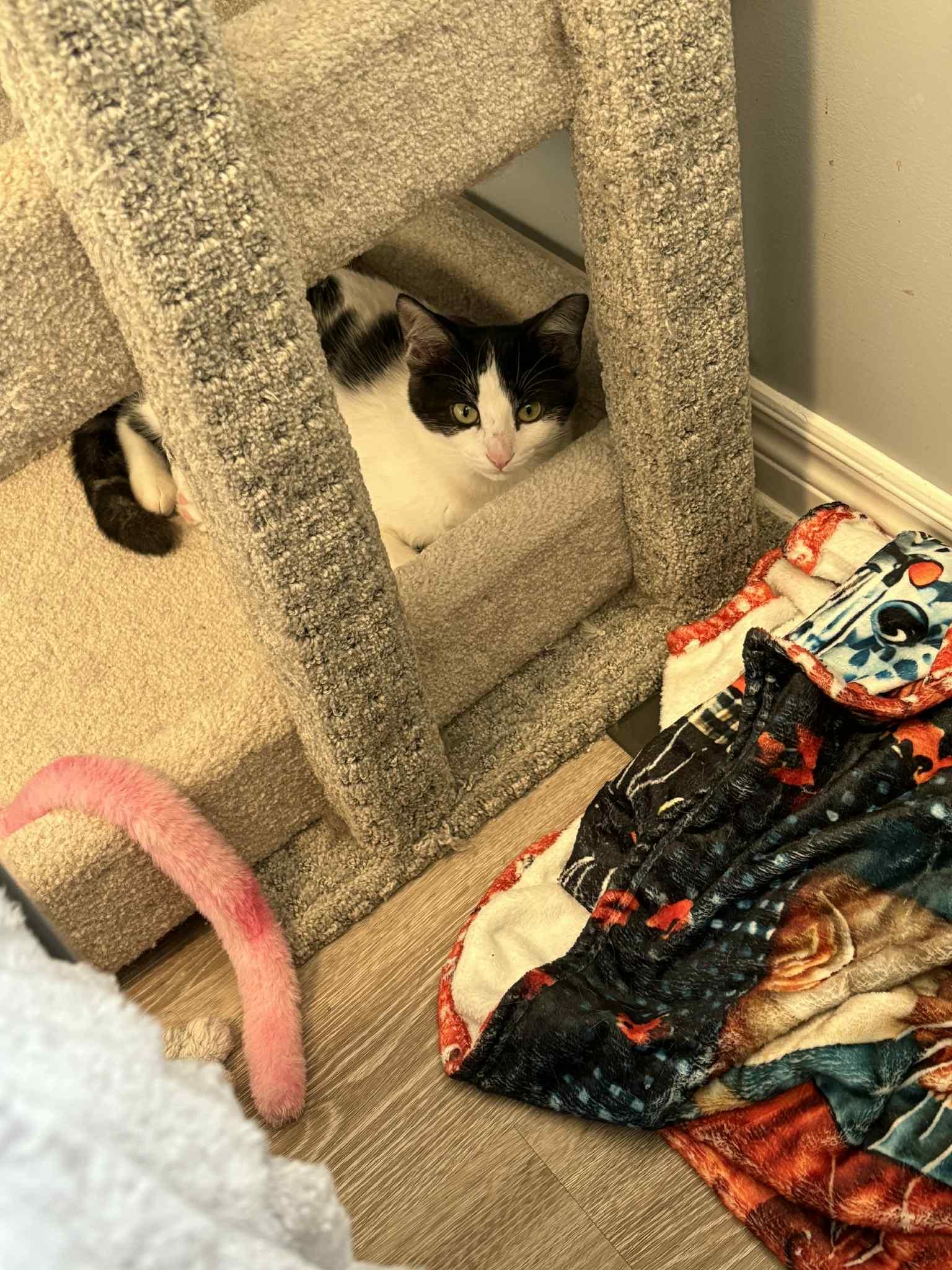 Sushi & Tula, Adoptable, Young Female Domestic Short Hair.