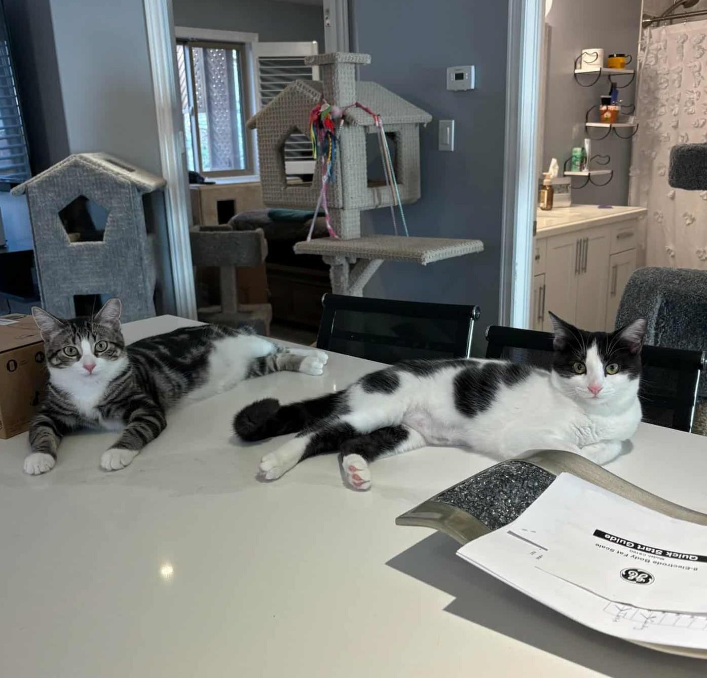 Enlarge Sushi & Tula, a Adoptable Domestic Short Hair in Brantford, ON image 5/6