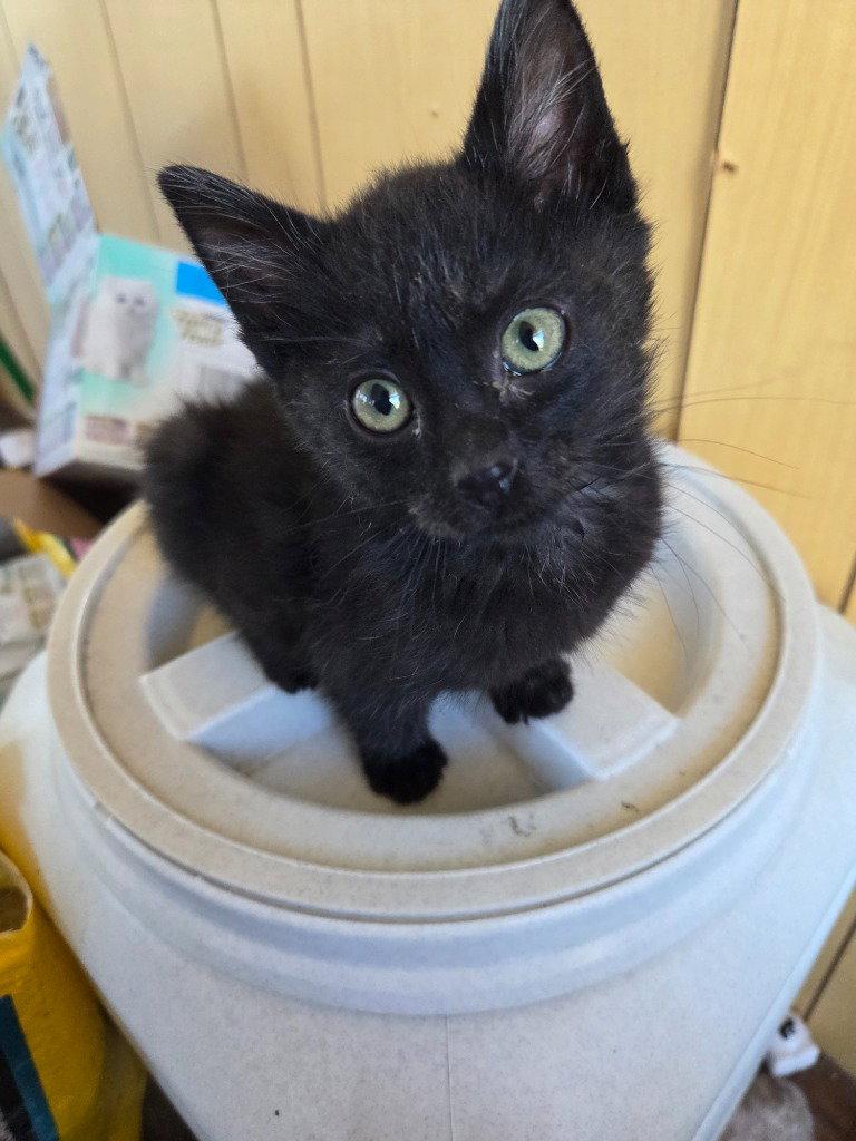 Enlarge Kitten - Bert, a Adopted Domestic Medium Hair in Emmett, ID image 1/1