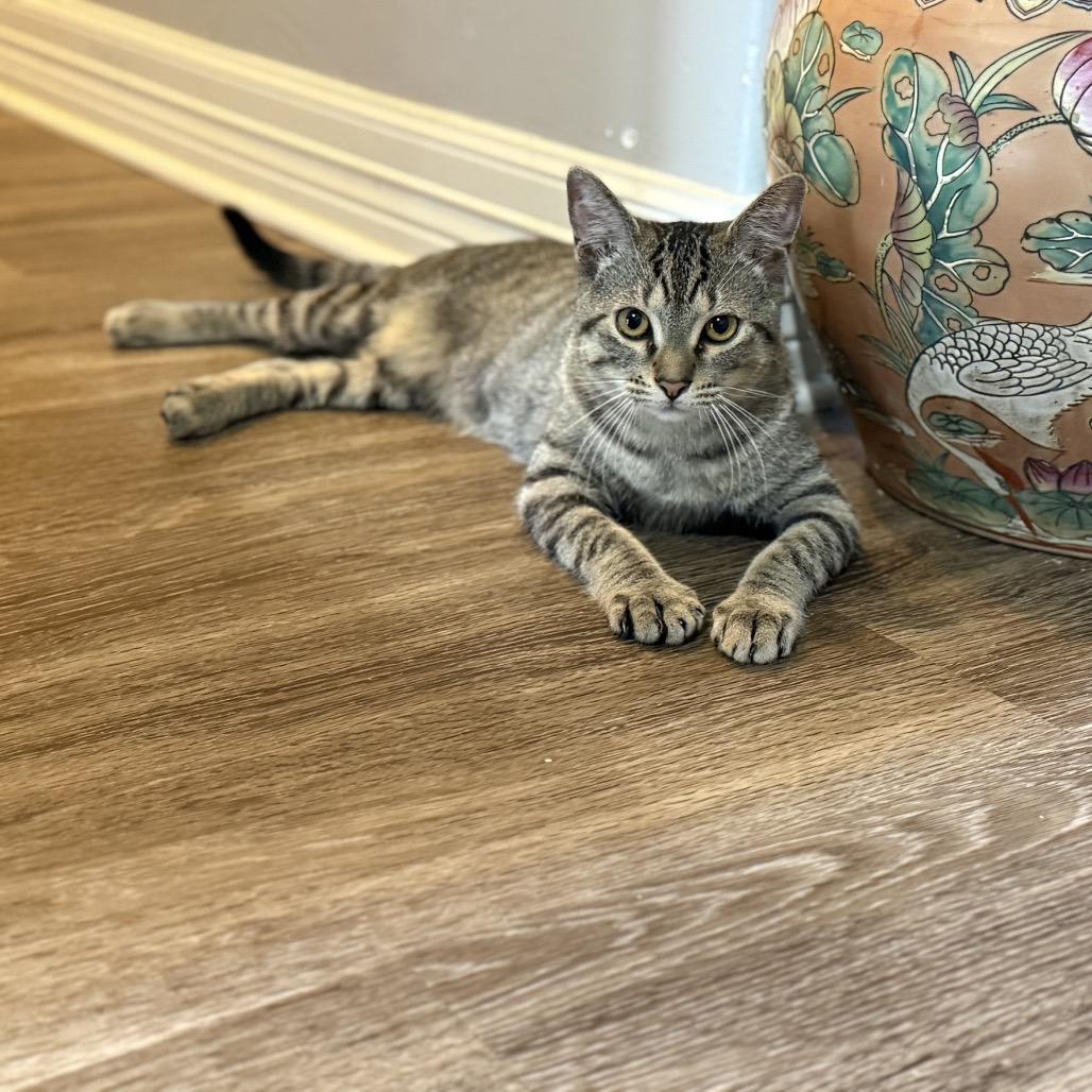 Pascal, Adoptable, Young Male Domestic Short Hair.