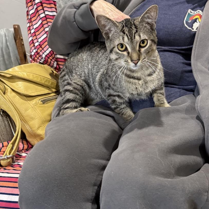 Pascal, a Adoptable Domestic Short Hair in Port Neches, TX image 2/3