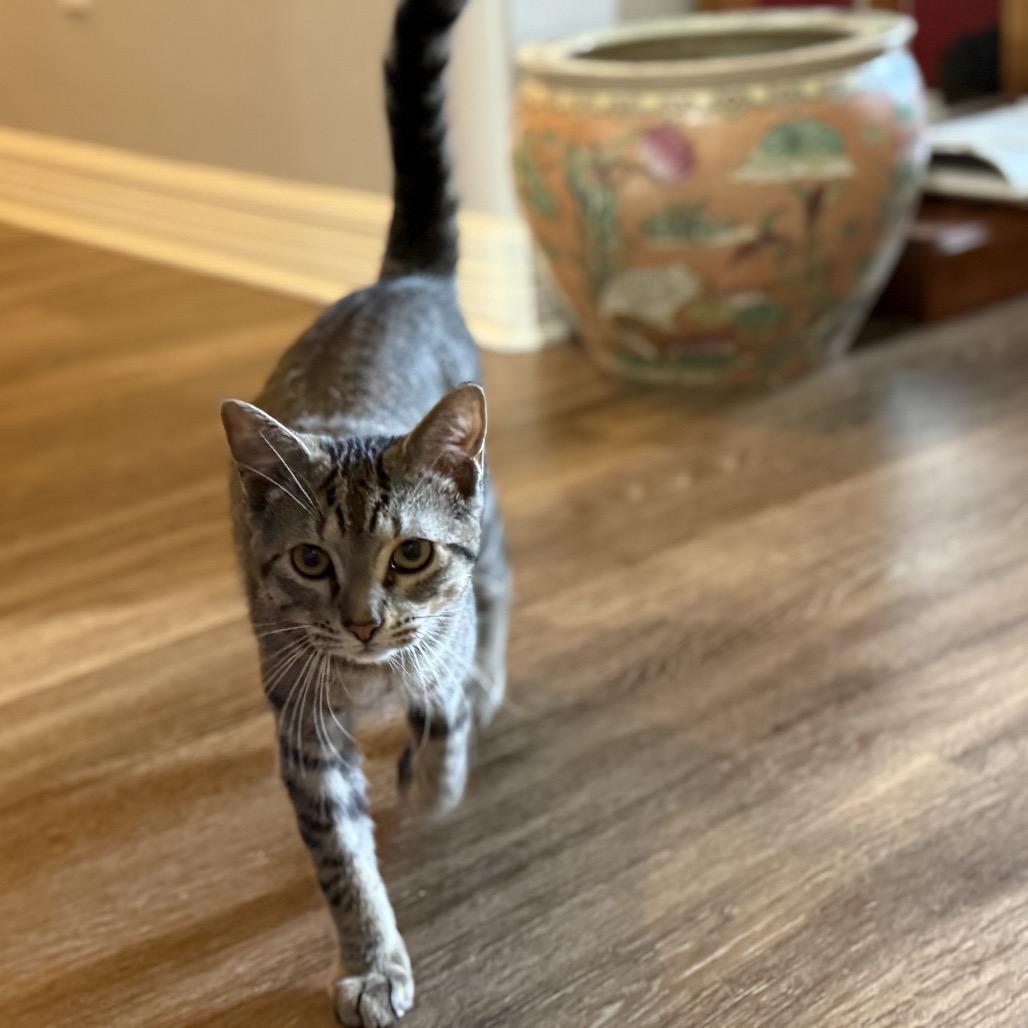 Pascal, a Adoptable Domestic Short Hair in Port Neches, TX image 3/3