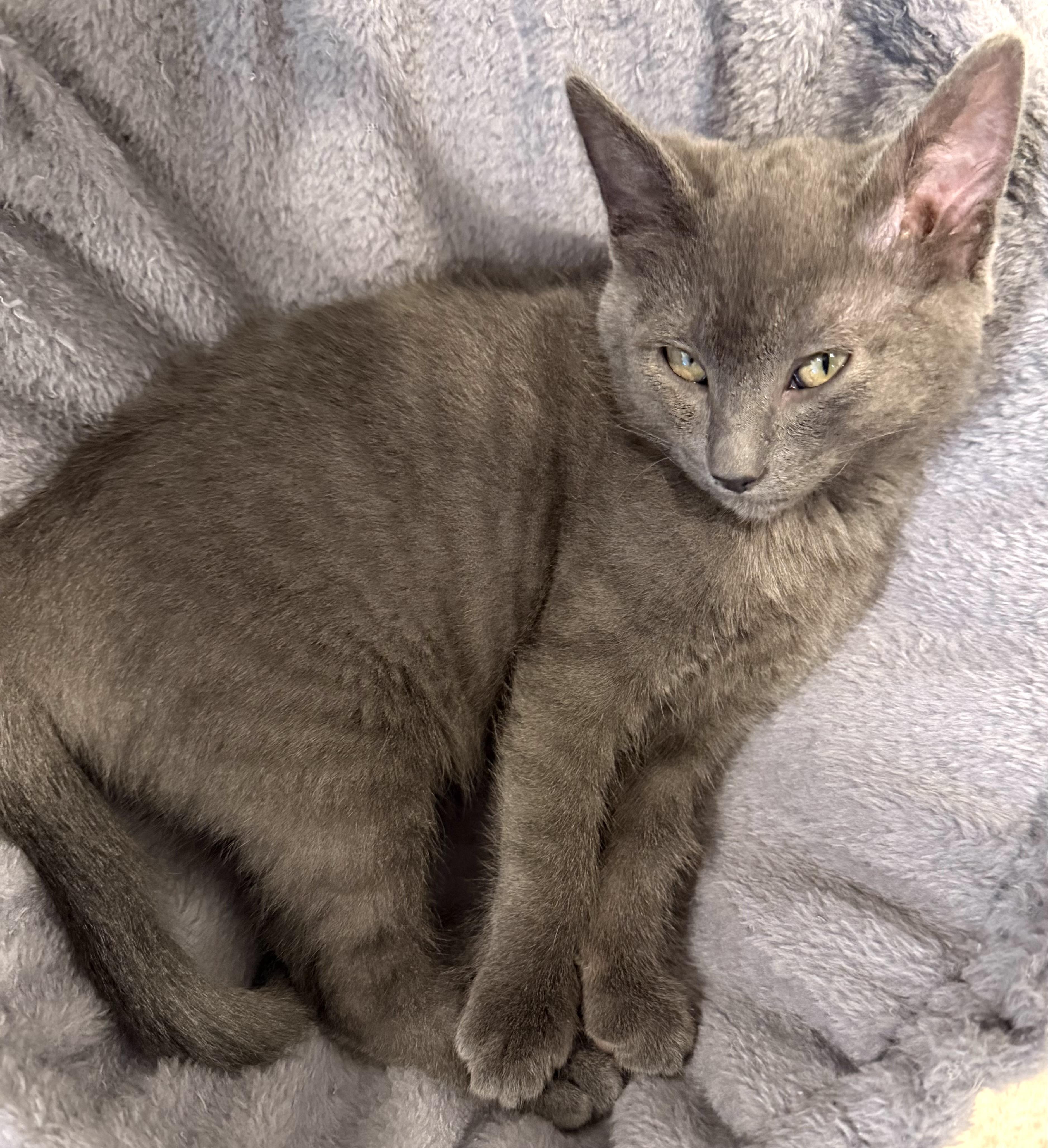 Stormy, adopted, Kitten Female Domestic Short Hair.