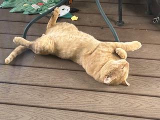 Kerwin, Adoptable, Adult Male Domestic Short Hair.