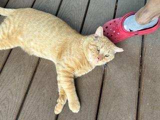 Enlarge Kerwin, a Adoptable Domestic Short Hair in Rockville, MD image 2/3