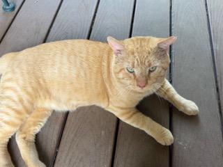 Enlarge Kerwin, a Adoptable Domestic Short Hair in Rockville, MD image 3/3