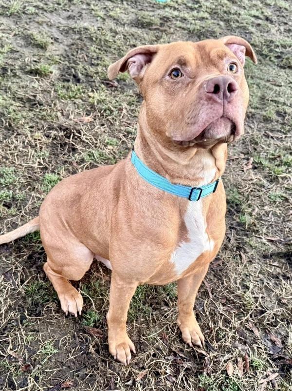 Enlarge Leprechaun, a Adoptable mixed breed in Millersville, MD image 1/2
