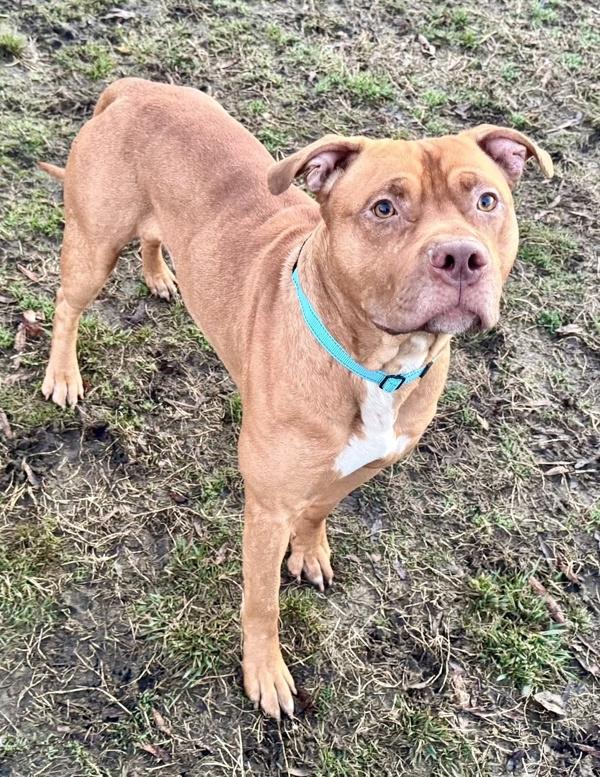 Enlarge Leprechaun, a Adoptable mixed breed in Millersville, MD image 2/2