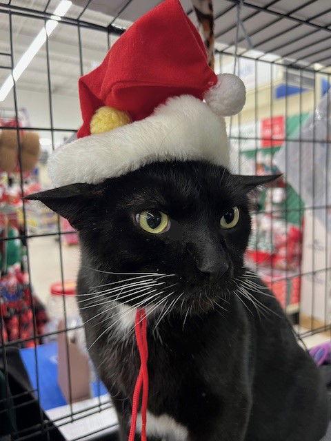 Enlarge Magnum, a Adoptable mixed breed in Ringwood, NJ image 1/3