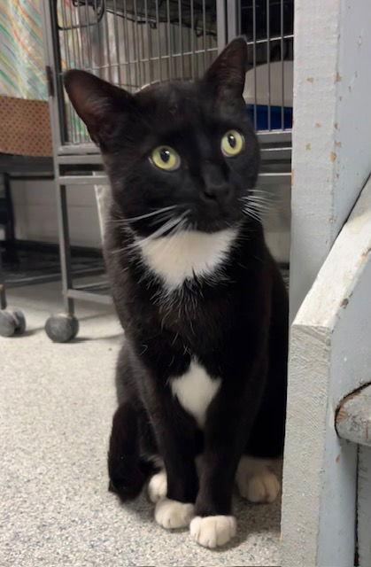 Enlarge Magnum, a Adoptable mixed breed in Ringwood, NJ image 1/3