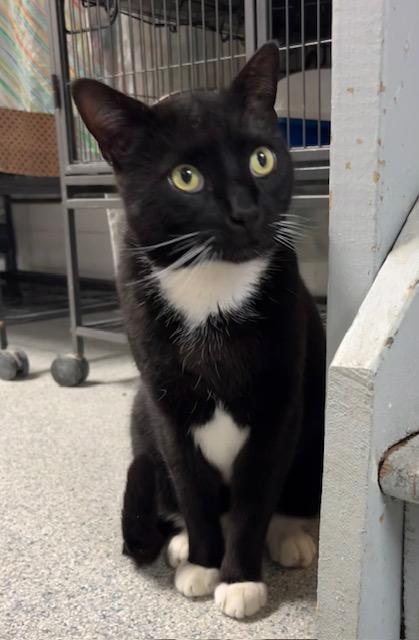 Magnum, a Adoptable mixed breed in Ringwood, NJ image 2/4