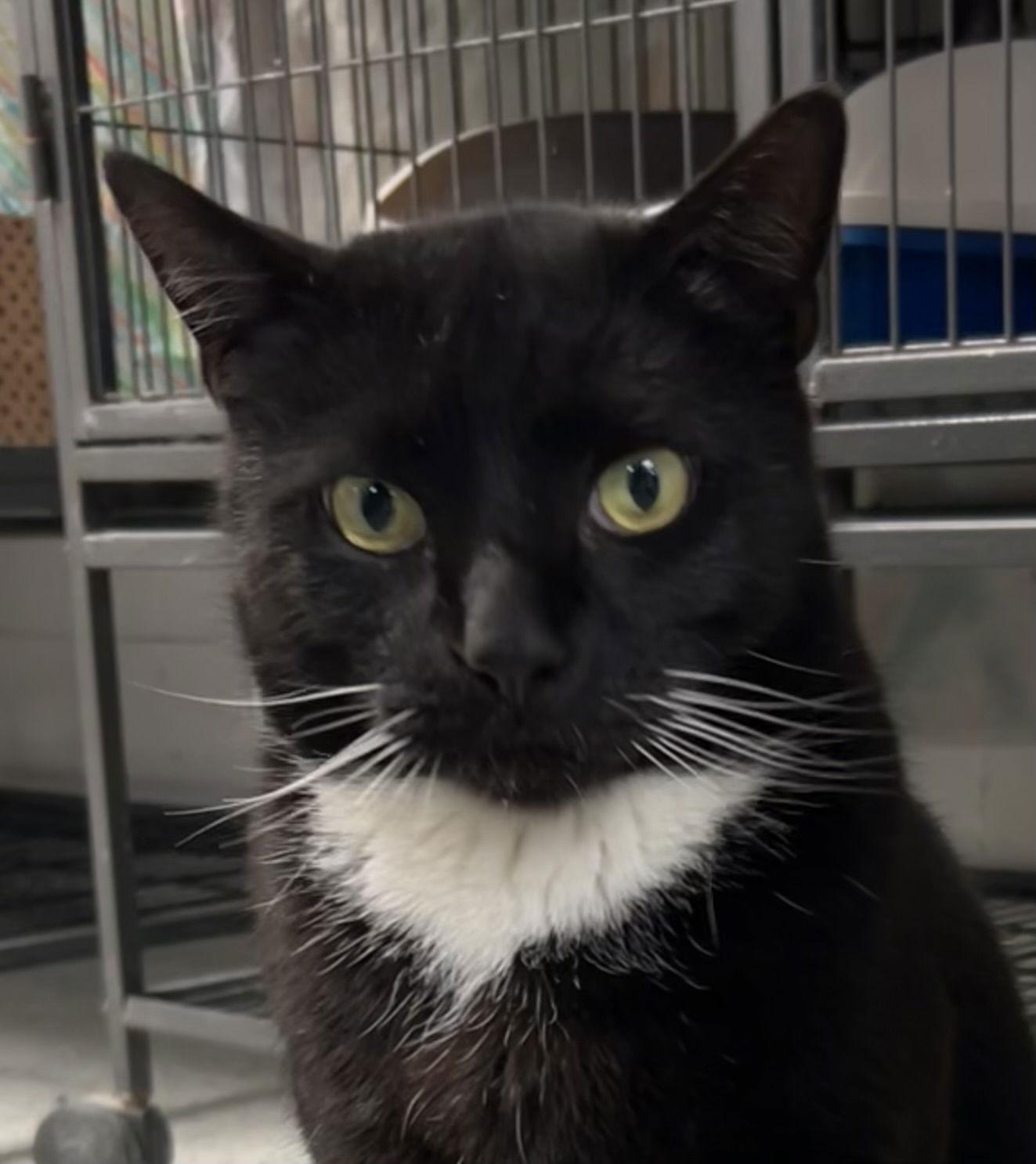 Enlarge Magnum, a Adoptable mixed breed in Ringwood, NJ image 2/3