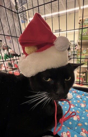 Enlarge Magnum, a Adoptable mixed breed in Ringwood, NJ image 3/3