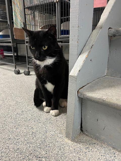 Enlarge Magnum, a Adoptable mixed breed in Ringwood, NJ image 3/3