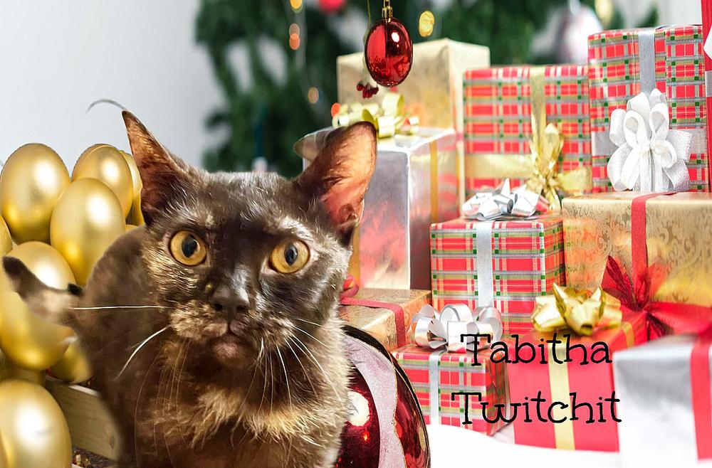 Enlarge Tabitha Twitchit, a Adoptable mixed breed in Culpeper, VA image 1/1