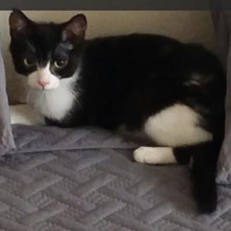 Enlarge Grumpers (Grapefruit), a Adoptable mixed breed in Grand Junction, CO image 1/1