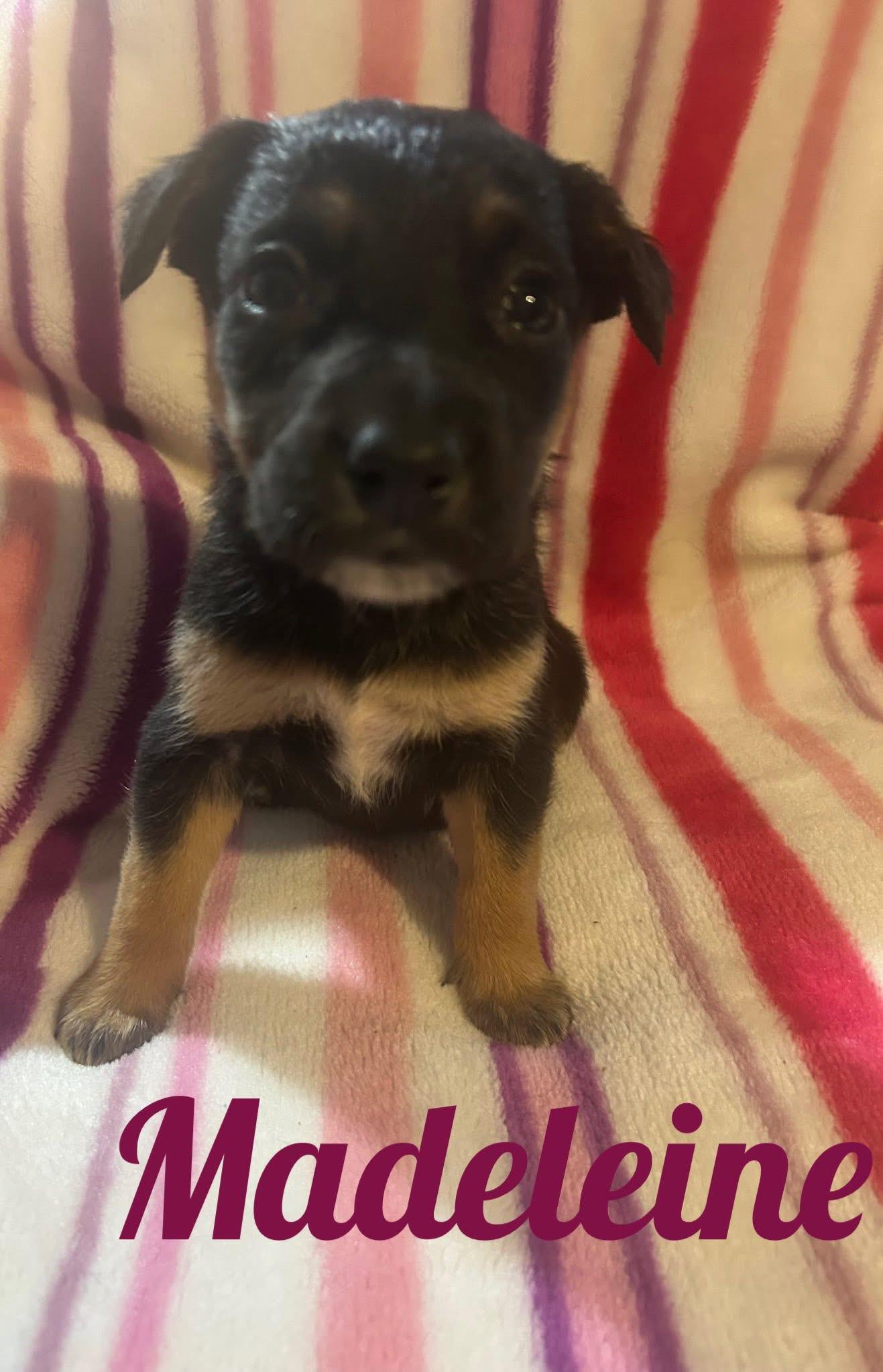 Enlarge SweetTreats-Madeleine, a Adoptable mixed breed in Hardin, MT image 1/1