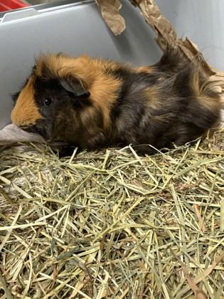 Maiko, Adoptable, Young Male Guinea Pig & Guinea Pig.