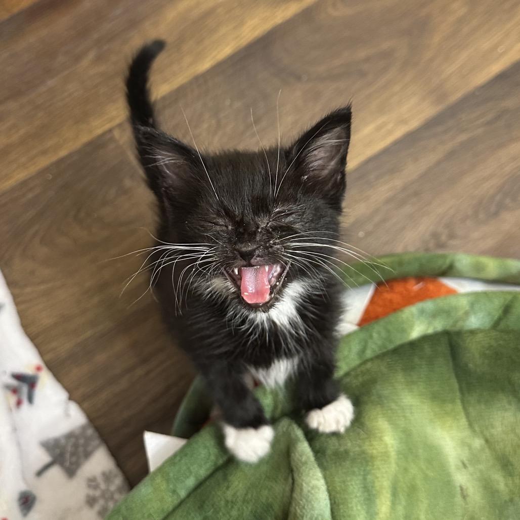 Basket, Adoptable, Kitten Male Domestic Short Hair.
