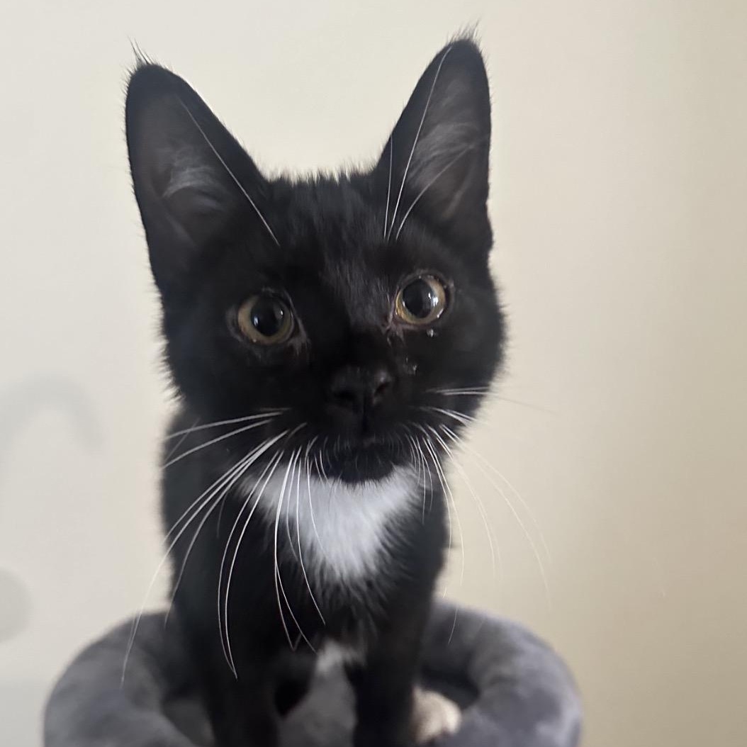 Enlarge Basket, a Adoptable Domestic Short Hair in North Canton, OH image 1/1