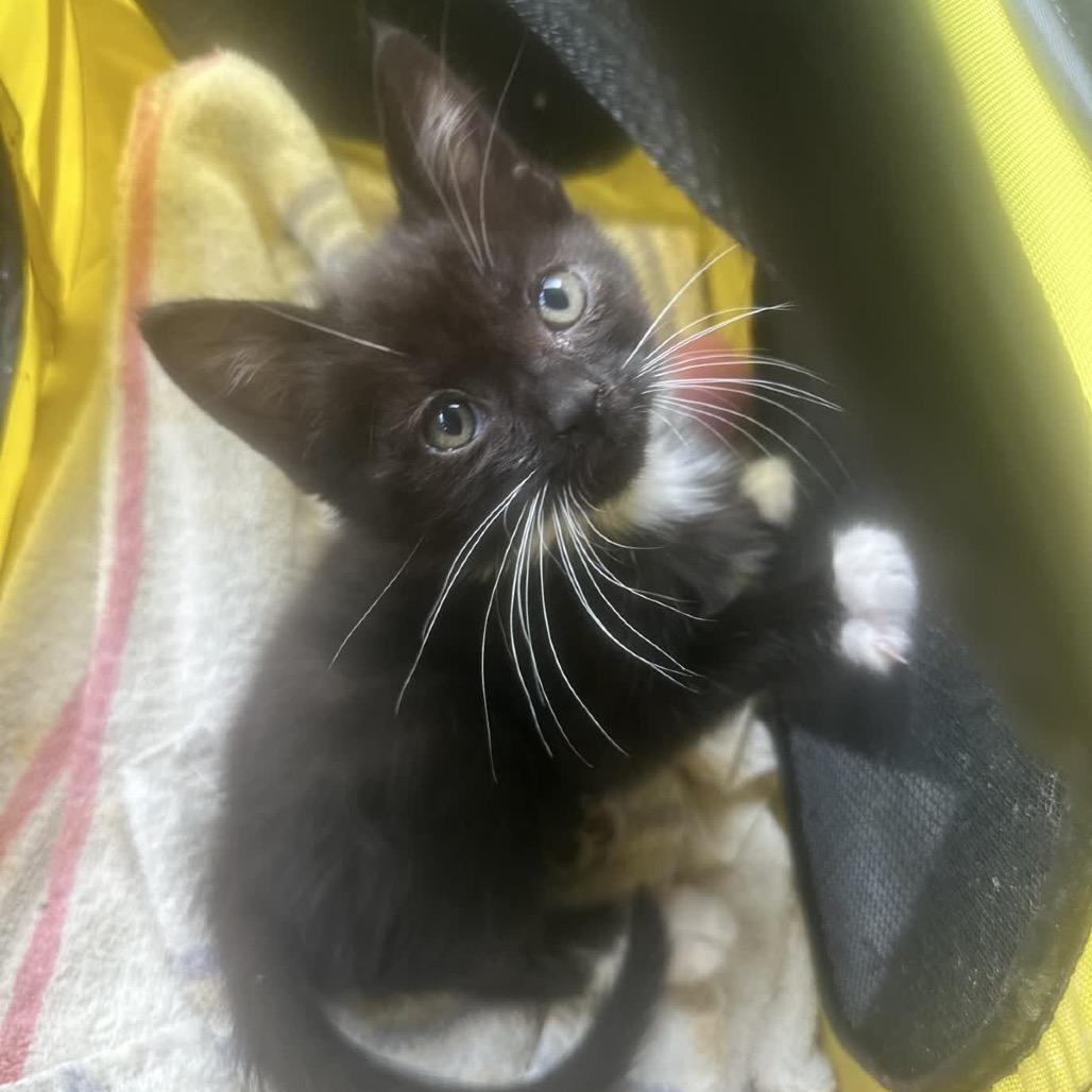 Basket, a Adoptable Domestic Short Hair in North Canton, OH image 2/4
