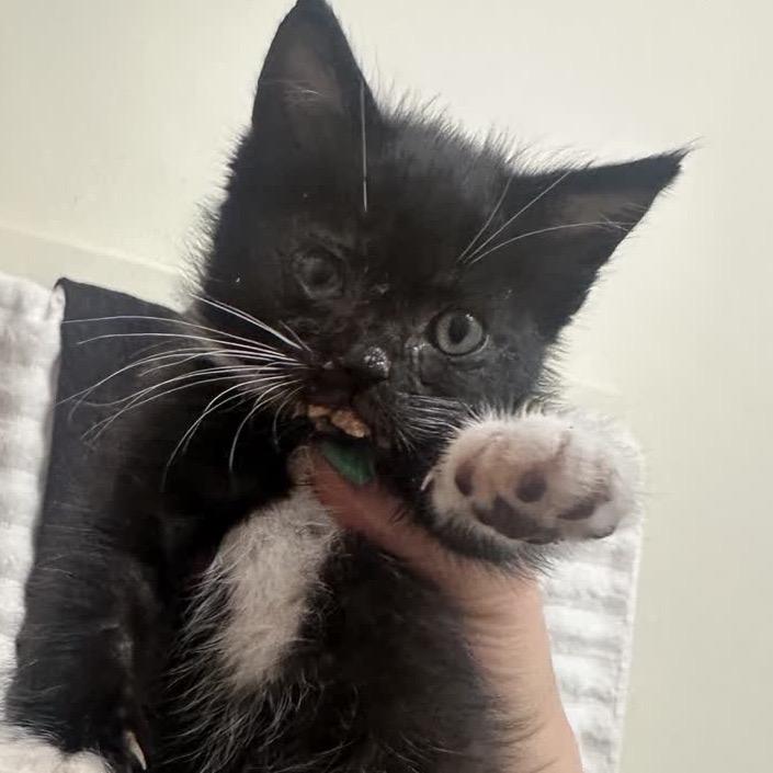 Basket, a Adoptable Domestic Short Hair in North Canton, OH image 3/4