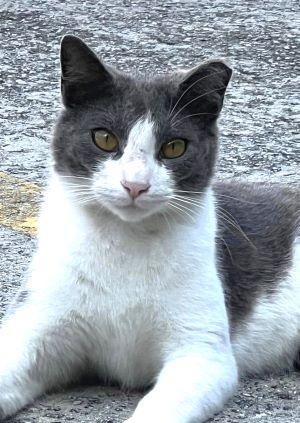 Enlarge Pretty Boy, a Adoptable Domestic Short Hair in Savannah, GA image 2/3