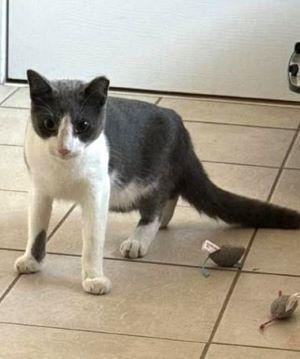 Enlarge Pretty Boy, a Adoptable Domestic Short Hair in Savannah, GA image 3/3