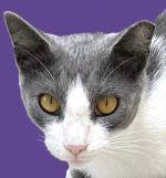 Enlarge Pretty Boy, a Adoptable Domestic Short Hair in Savannah, GA image 1/3