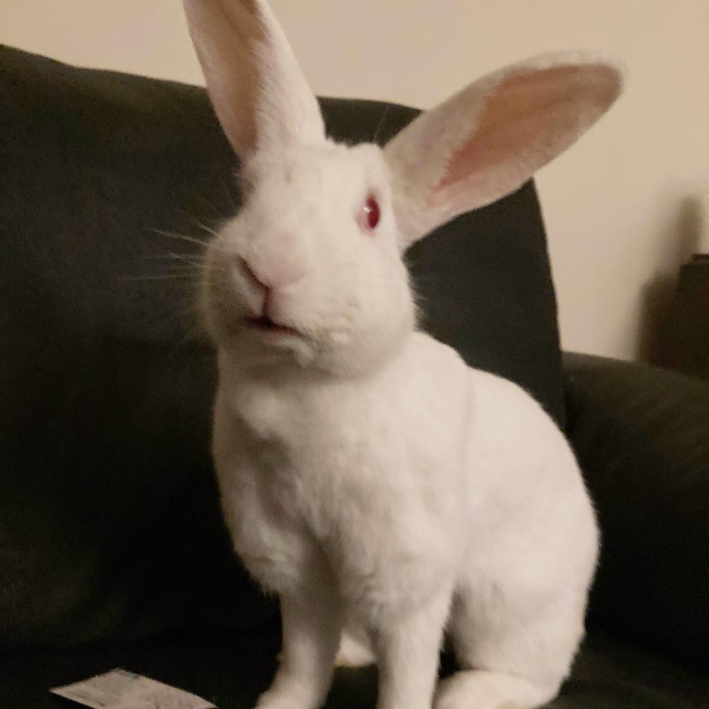 Oleg, Adoptable, Adult Male New Zealand.