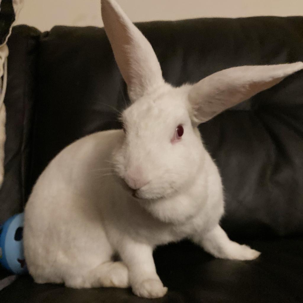 Enlarge Oleg, a Adoptable New Zealand in Baltimore, MD image 2/6