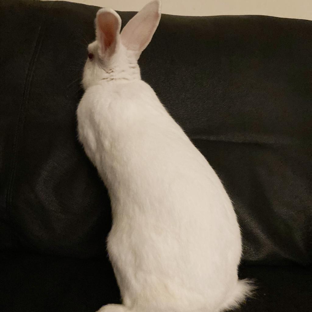 Enlarge Oleg, a Adoptable New Zealand in Baltimore, MD image 3/6