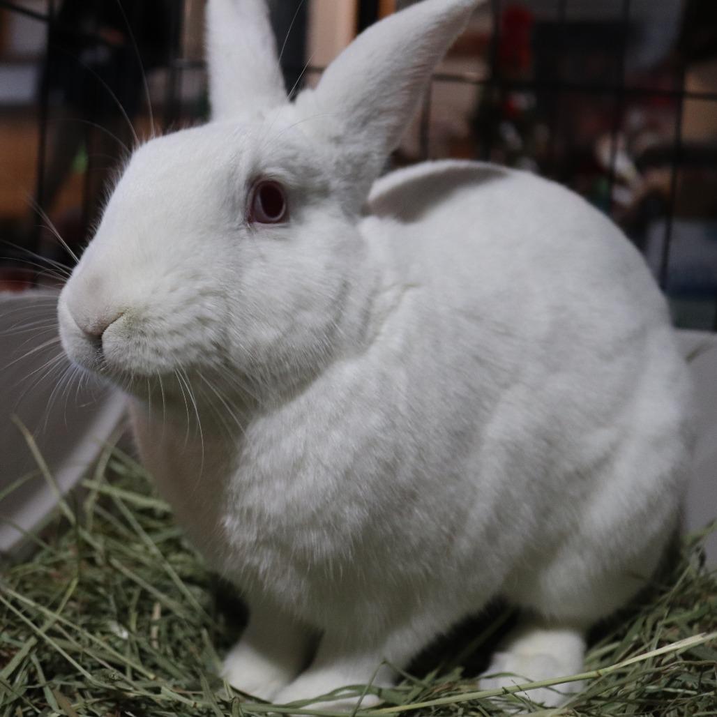 Enlarge Oleg, a Adoptable New Zealand in Baltimore, MD image 4/6