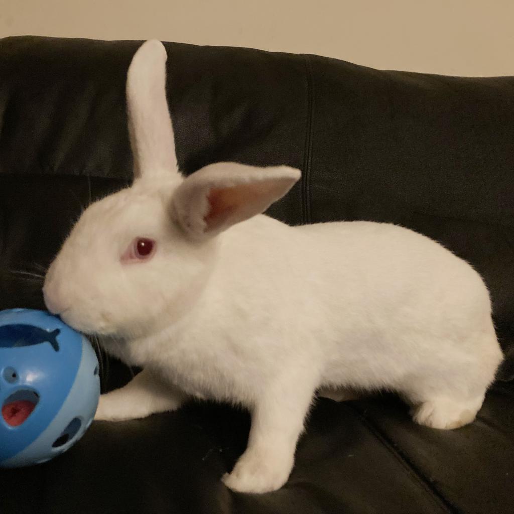 Enlarge Oleg, a Adoptable New Zealand in Baltimore, MD image 6/6