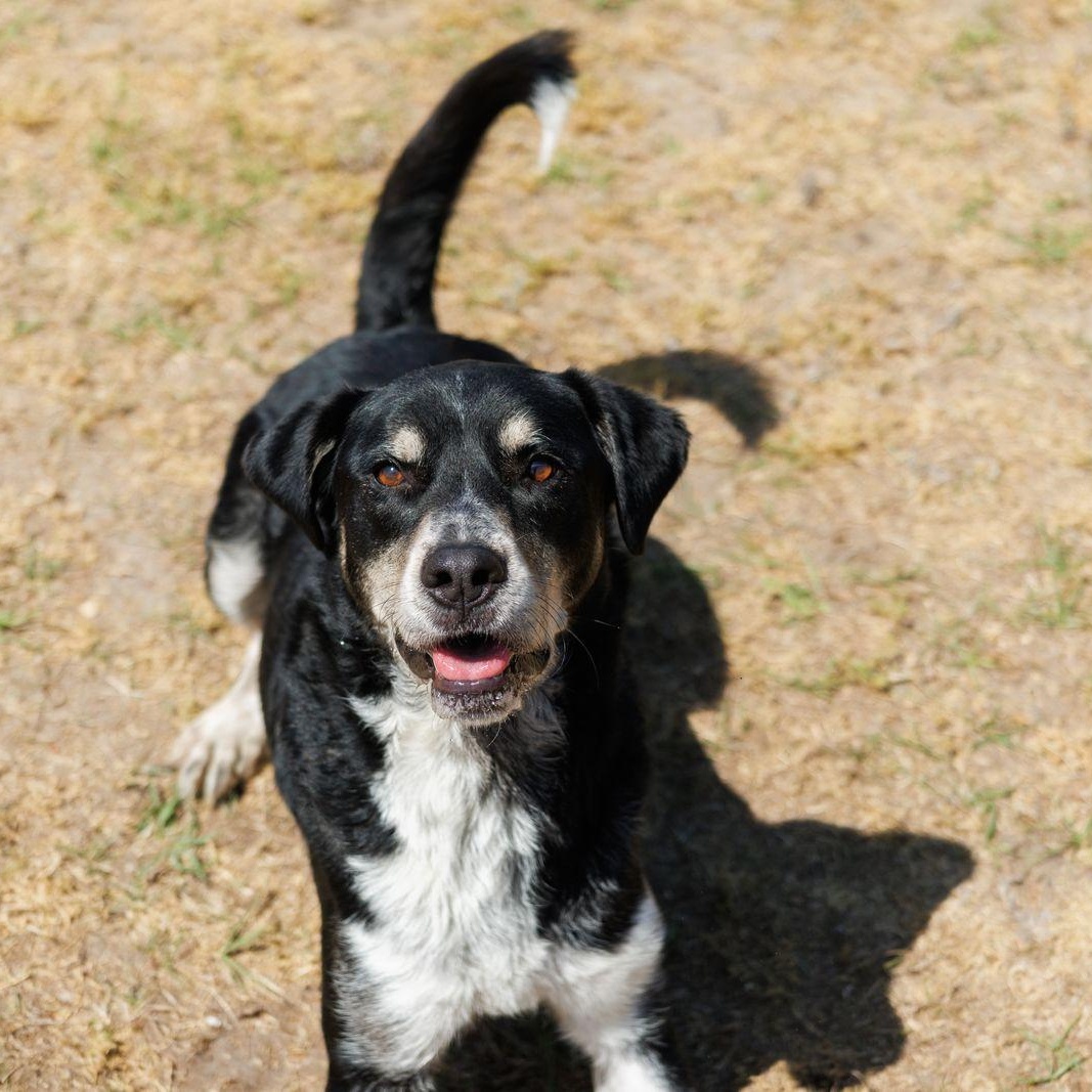 Enlarge Mars, an adoptable mixed breed in Valdosta, GA image 2/5