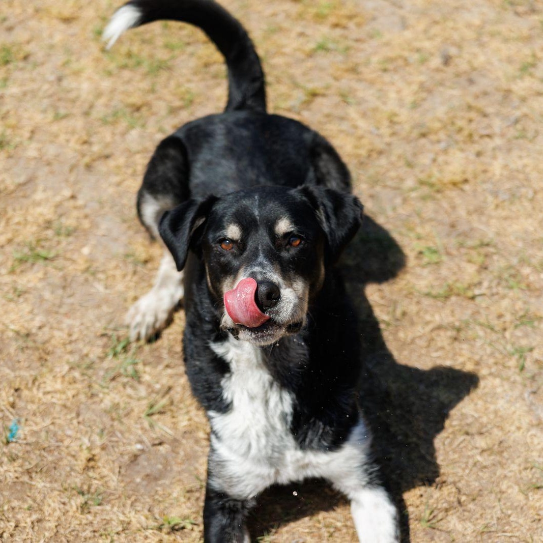 Enlarge Mars, an adoptable mixed breed in Valdosta, GA image 3/5